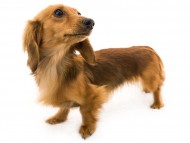 トマト (2) トマト (2)