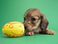 カニヘン子犬 シェーデットクリーム男の子 カニヘン子犬 シェーデットクリーム男の子
