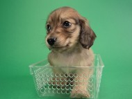 カニヘン子犬　シェーデットクリーム男の子