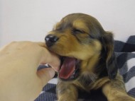 ミニチュワダックス　子犬　Ｓレット男の子