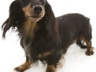 ピリカ カニンヘンダックス 3.0kg シルバーダップル ピリカ カニンヘンダックス 3.0kg シルバーダップル