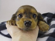 ミニチュワダックス　子犬　Ｓレット男の子