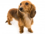 トマト (4) トマト (4)