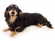 Kaninchen_Dachshund03リバティ_K9A5531 Kaninchen_Dachshund03リバティ_K9A5531