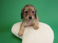 カニヘン子犬　シェーデットクリーム男の子