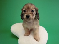 カニヘン子犬 シェーデットクリーム男の子 カニヘン子犬 シェーデットクリーム男の子