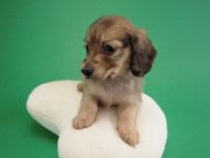 カニヘン子犬　シェーデットクリーム男の子