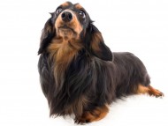 tn03ジェット_K9A1536 tn03ジェット_K9A1536