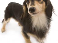 武蔵 JKCチャンピオン 極小カニンヘン 雄 ブラック&クリーム 武蔵 JKCチャンピオン 極小カニンヘン 雄 ブラック&クリーム