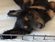 ココ & ジャンの子犬 ブラックタン 男の子 動画