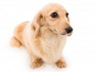 tn_K9A7734スワン tn_K9A7734スワン