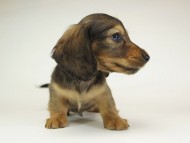 3月子レット男-2