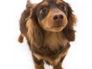 コラム チョコ＆タン（カニンヘンダックス）女の子