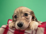 カニヘン仔犬　シェーデットクリーム女の子　静岡県・Ｔ様