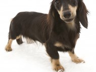 ななこ カニンヘンダックス 女の子 ブラック&クリーム ななこ カニンヘンダックス 女の子 ブラック&クリーム