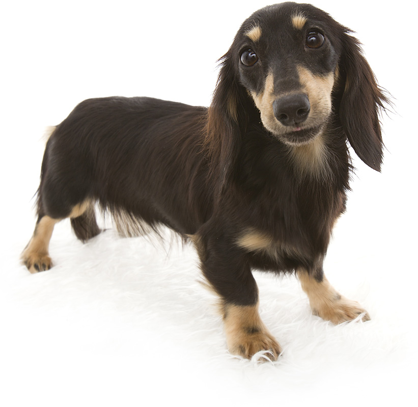 ななこ カニンヘンダックス 女の子 ブラック&クリーム ななこ カニンヘンダックス 女の子 ブラック&クリーム