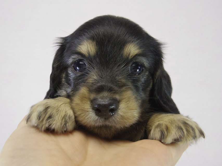 ミニチュワダックス 子犬 ブラクリ女の子 ミニチュワダックス 子犬 ブラクリ女の子