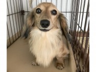 ひなプリンセス ひなプリンセス