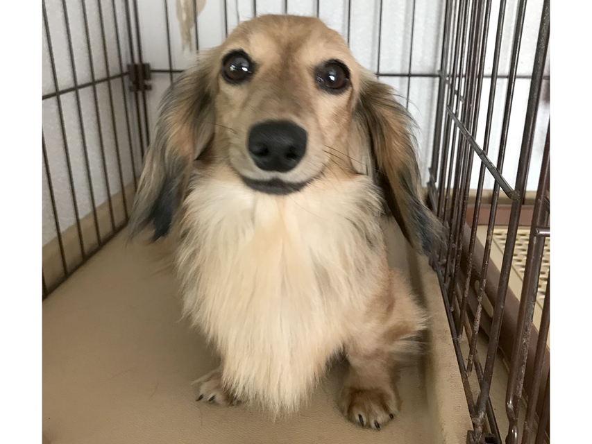 ひなプリンセス ひなプリンセス