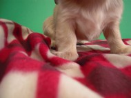 カニヘン仔犬　シェーデットクリーム女の子　静岡県・Ｔ様