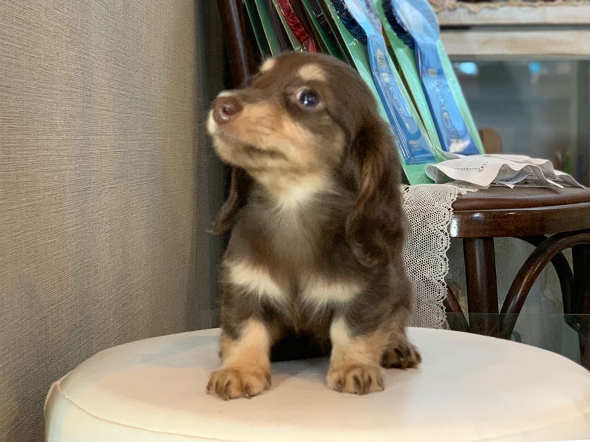 カニンヘン ダックスフンド パセリkk & ナイトの子犬 チョコイエロー（チョコクリーム） 女の子