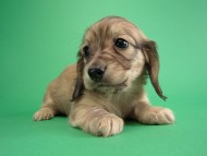 カニヘン仔犬　シェーデットクリーム女の子　東京都・Ｈ様