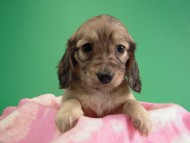 カニヘン仔犬 シェーデットクリーム女の子 東京都・H様 カニヘン仔犬 シェーデットクリーム女の子 東京都・H様