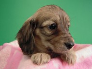 カニヘン仔犬　シェーデットクリーム女の子　東京都・Ｈ様