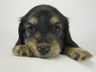 ミニチュワダックス　子犬　ブラクリ女の子