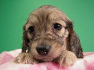 カニヘン仔犬 シェーデットクリーム女の子 東京都・H様 カニヘン仔犬 シェーデットクリーム女の子 東京都・H様