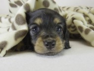 ミニチュワダックス　子犬　ブラクリ女の子