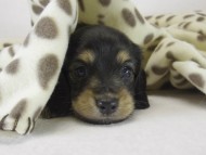 ミニチュワダックス　子犬　ブラクリ女の子