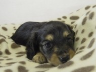 ミニチュワダックス　子犬　ブラクリ女の子