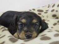 ミニチュワダックス　子犬　ブラクリ女の子