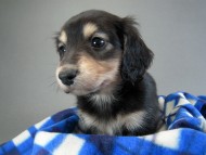 カニヘン子犬 ブラクリ男の子 静岡県・S様 カニヘン子犬 ブラクリ男の子 静岡県・S様