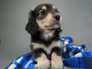 カニヘン子犬 ブラクリ男の子 静岡県・S様 カニヘン子犬 ブラクリ男の子 静岡県・S様