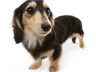 ハナビ（チャンピオン武蔵直娘）