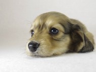 ミニチュワダックス 子犬 Sクリーム女の子 ミニチュワダックス 子犬 Sクリーム女の子