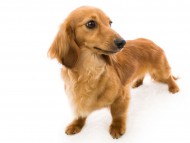 シオンcs2054 シオンcs2054