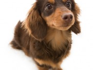 コラム (2)チョコ＆タン（カニンヘンダックス）女の子