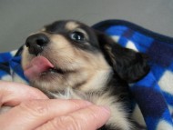 カニヘン子犬 ブラクリ男の子 静岡県・S様 カニヘン子犬 ブラクリ男の子 静岡県・S様