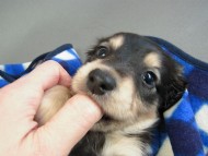 カニヘン子犬　ブラクリ男の子　静岡県・Ｓ様