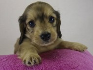 ミニチュワダックス 子犬 Sクリーム女の子 ミニチュワダックス 子犬 Sクリーム女の子