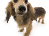 キュリ カニンヘン ダックスフンド 女の子 シェーデットクリーム