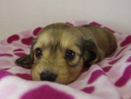 ミニチュワダックス　子犬　Ｓクリーム女の子
