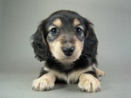 カニヘン仔犬　ブラクリ女の子　東京都・Ｓ様