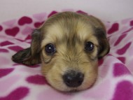 ミニチュワダックス 子犬 Sクリーム女の子 ミニチュワダックス 子犬 Sクリーム女の子