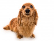 Kaninchen_Dachshund09ブーケ_K9A5715