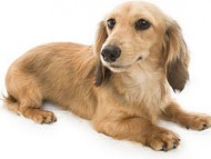 ティアラ シェーデットクリーム ティアラ シェーデットクリーム