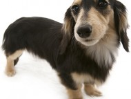 ハナビ カニンヘン 3.0kg ブラック＆クリーム